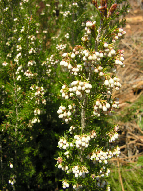 Erica arborea / Erica arborea